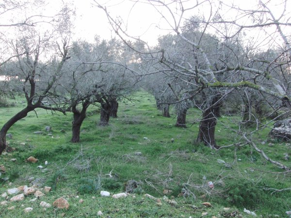 قرية سحماتا / عكا