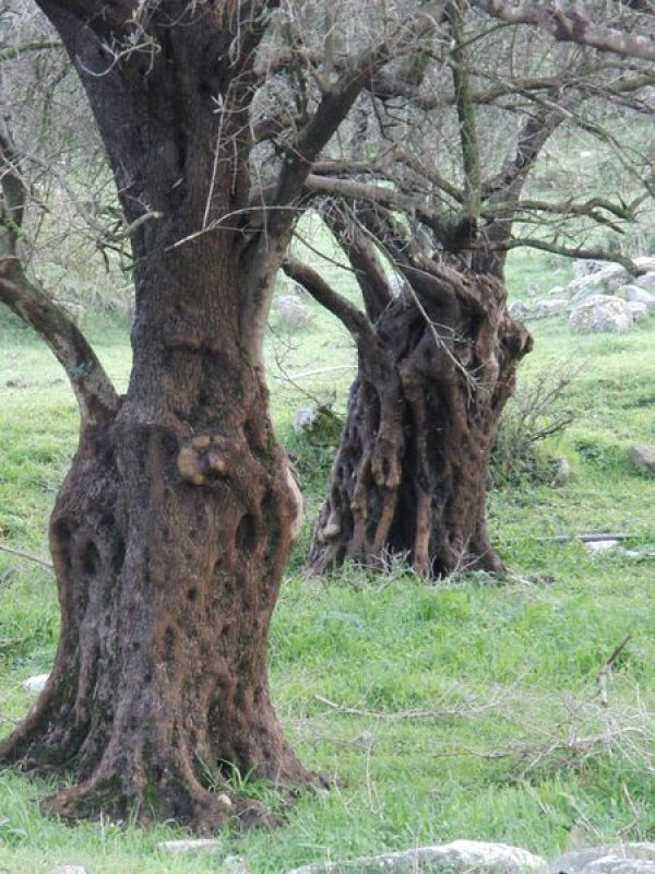 قرية سحماتا / عكا