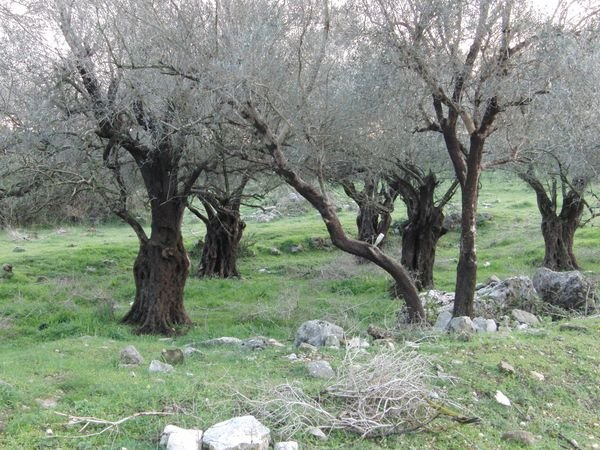 قرية سحماتا