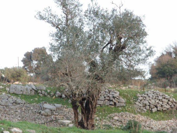 قرية سحماتا / عكا