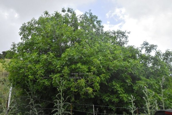 قرية سحماتا / عكا