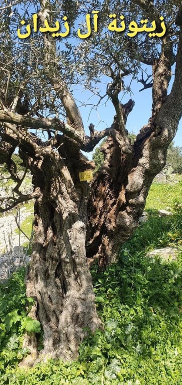 قرية سحماتا / عكا