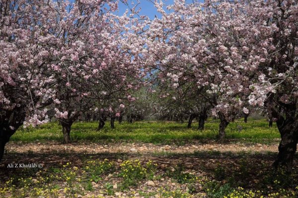  | موسوعة القرى الفلسطينية