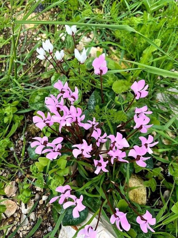 زهور الربيع في قرية أم الدفوف
