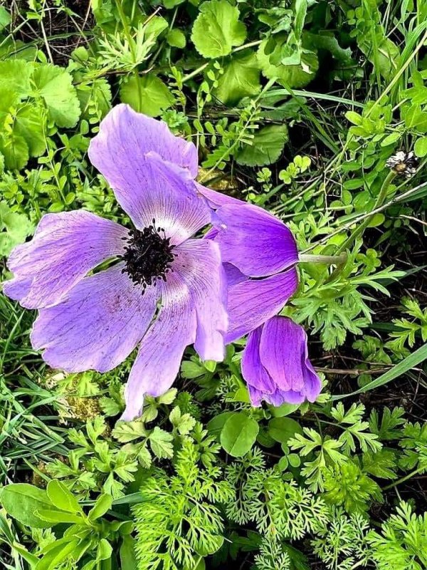 أزهار الربيع في قرية أم الدفوف