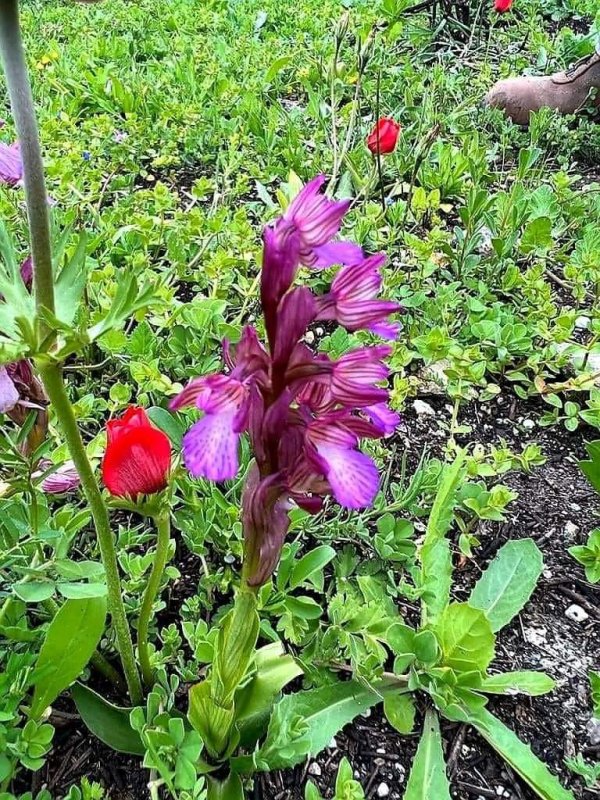 زهور الربيع في قرية أم الدفوف