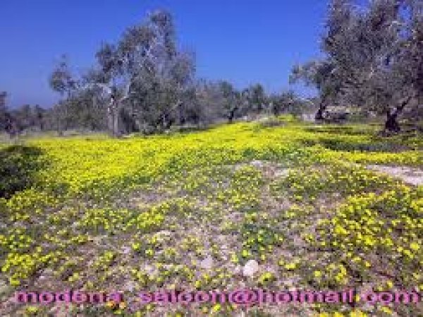  | موسوعة القرى الفلسطينية