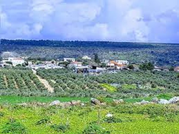 من أراضي قرية عمقا