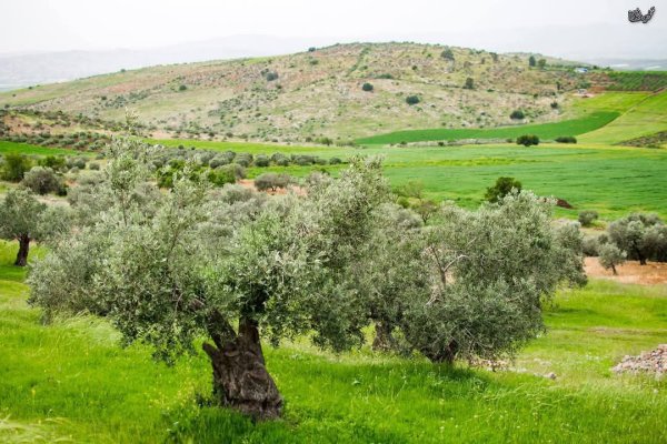  | موسوعة القرى الفلسطينية