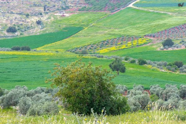  | موسوعة القرى الفلسطينية