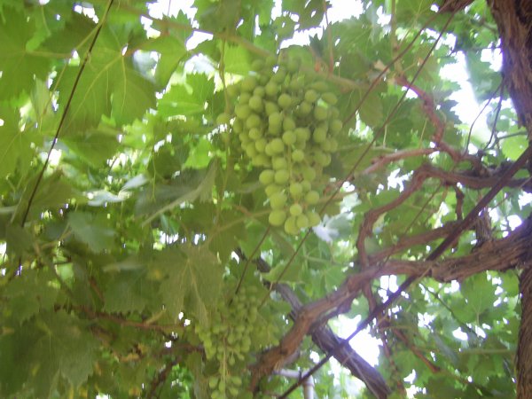 قرية مزارع النوباني