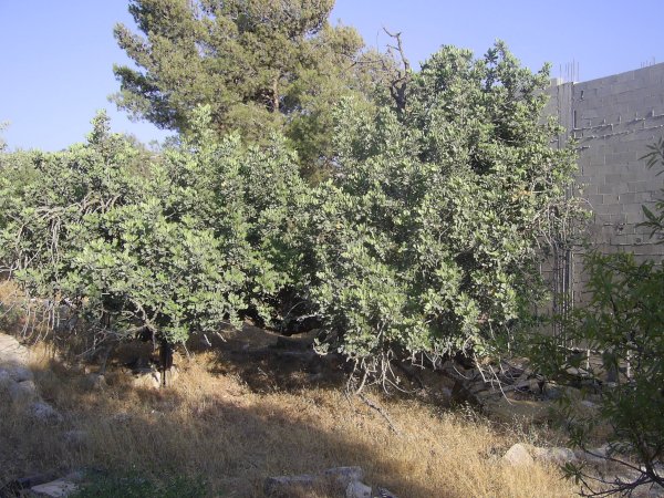 قرية مزارع النوباني