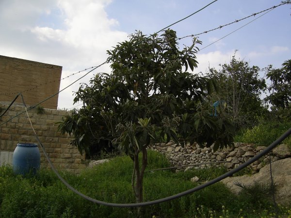 قرية مزارع النوباني