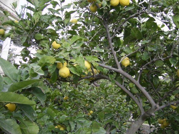 قرية مزارع النوباني