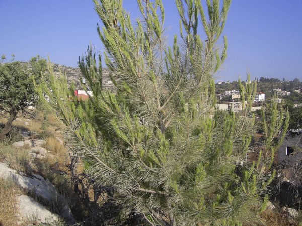 قرية مزارع النوباني