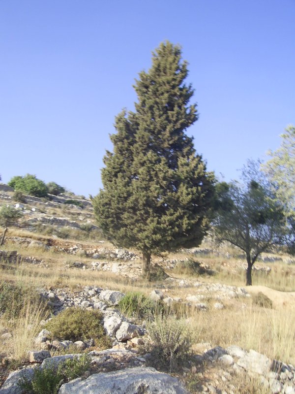 قرية مزارع النوباني