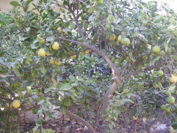 قرية مزارع النوباني