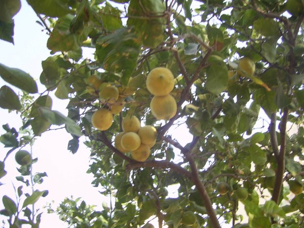 قرية مزارع النوباني