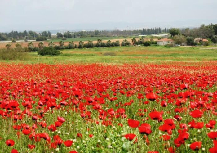 أبو الفضل/ السطري/ عرب أبو الفضل