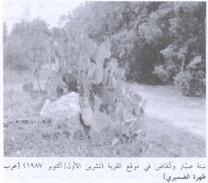 عرب الضمايرة